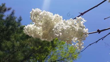 <strong>白色花绿色</strong>叶子移动新鲜的空气春天季节