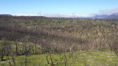 空中镜头飞行树森林再生bushfires区域澳大利亚