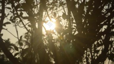 早....阳光<strong>未来</strong>树叶子太阳隐藏树模糊森林布什林地环境前景轮廓回来基斯明亮的阳光美自然摘要<strong>主题</strong>背景卷镜头