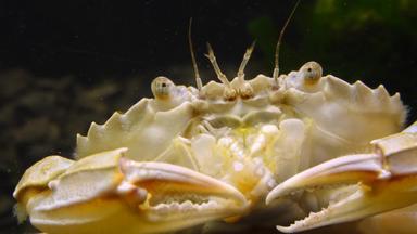 游泳蟹macropipus霍尔萨图斯吃贻贝肉黑色的海