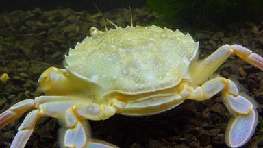 平腿蟹游泳蟹macropipus霍尔萨图斯黑色的海