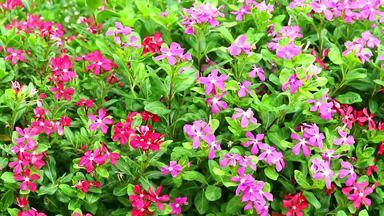 粉红色的红色的madagasca小长春花玫瑰小长春花绿色叶子花园