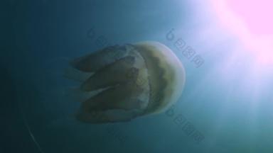浮动厚度水黑色的海rhizostoma表示“肺”一般桶水母frilly-mouthed水母