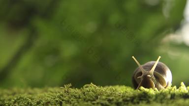 花园蜗牛绿色莫斯慢慢地<strong>转头</strong>