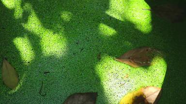 蚊子<strong>蕨类植物</strong>水表面池塘影子叶子封面绿色<strong>蕨类植物</strong>
