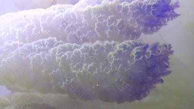 特写镜头触角浮动厚度rhizostoma表示“肺”一般桶水母frilly-mouthed水母黑色的海