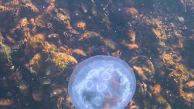 黑色的海动物奥雷利亚奥里塔月亮果冻月亮水母常见的水母飞碟果冻