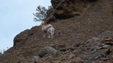 大角羊羊产卵管<strong>黄花</strong>山山坡上蒙大拿美国