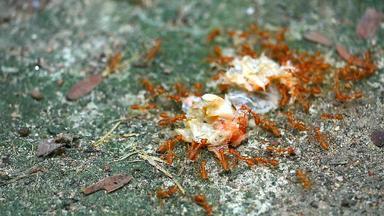 团队合作工人蚂蚁移动虾食物巢