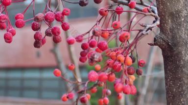 特写镜头视图红色的树莓浆果挂分支机构挥舞着空气