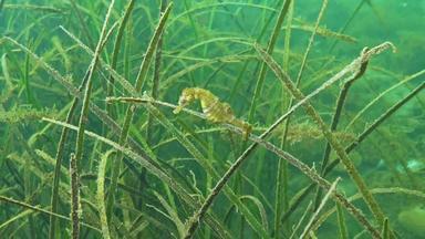 短吻海马海马体海马体灌木丛海草目前黑色的海敖德萨湾