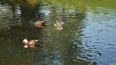 野鸭鸭子家庭游泳河植物花园克赖斯特彻奇
