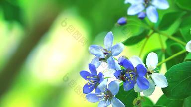 木材<strong>简历</strong>蓝色的白色花盛开的模糊花园蜜蜂发现花蜜