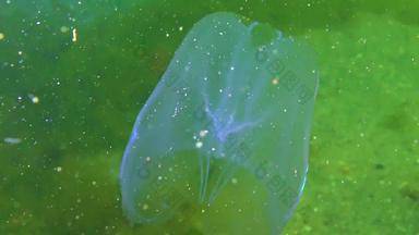 栉水母门动物梳子入侵者黑色的海水母助记符莱迪黑色的海