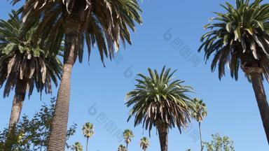 手掌这些洛杉矶加州美国<strong>夏季</strong>审美圣诞老人莫妮卡威尼斯海滩太平洋海洋<strong>清晰</strong>的蓝色的天空标志性的棕榈树大气贝弗利山好莱坞共鸣