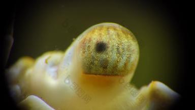宏摄像在上雕琢平面的蟹眼睛游泳蟹macropipus霍尔萨图斯黑色的海
