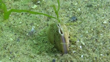 软体动物chamelea加利纳绿色藻类成长生活沙子过滤器水虹吸管