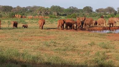 很多红色的大象水潭肯尼亚