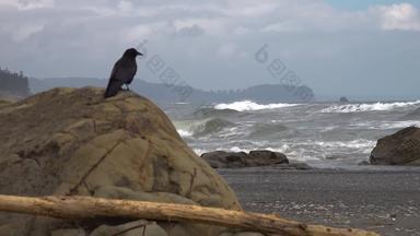 海岸太平洋大黑色的鸟坐在岩石苍蝇框架<strong>奥运</strong>国家公园美国华盛顿