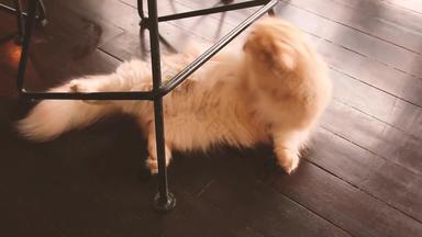 可爱的毛茸茸的波斯基蒂猫梳理