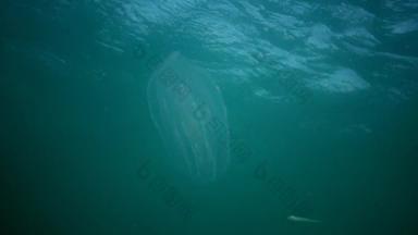 栉水母门动物梳子入侵者黑色的海水母助记符莱迪乌克兰北部部分黑色的海