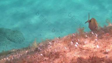 水下镜头慢运动备上鲷鱼oblada梅拉努拉被称为鞍鲤科鱼奥利刃吃海洋植被岩石透明的蓝色的水