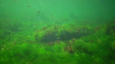 光合作用海水下景观鱼阿瑟琳娜pontica绿色红色的棕色（的）藻类水下岩石浒苔石莼铈多音海湾敖德萨黑色的海