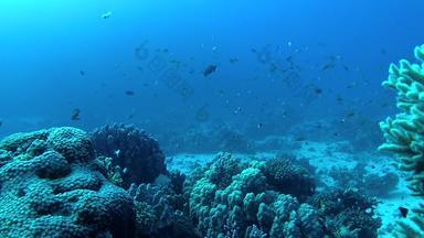 珊瑚礁红色的海阿布<strong>配音</strong>美丽的水下景观热带鱼珊瑚生活珊瑚礁埃及
