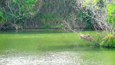 干树水绿色植物湖波水表面