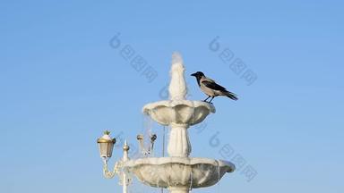 停止运动邪恶的乌鸦喝水浴喷泉城市公园野生动物生活茁壮<strong>成长</strong>城市环境观鸟慢运动