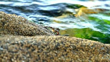 小龙虾吃岩石