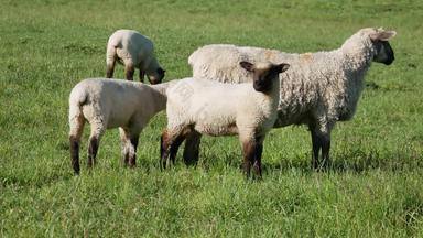 羊肉放牧吃草相机