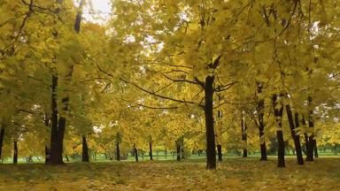 黄色的枫木树树叶地面公园秋天阳光明媚的一天相机移动向前<strong>替身</strong>低角拍摄帧/秒