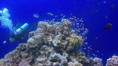 埃及阿布哒��3月静态视频杂项<strong>珊瑚</strong>礁<strong>红</strong>色的海阿布dubb美丽的水下景观热带鱼<strong>珊瑚</strong>生活<strong>珊瑚</strong>礁埃及