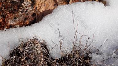 雪强热带风暴冰雹山亚利桑那州球冰冰雹融化沙漠植被