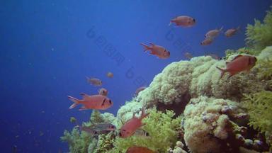 <strong>珊瑚</strong>礁<strong>红</strong>色的海阿布dubb美丽的水下景观热带鱼<strong>珊瑚</strong>生活<strong>珊瑚</strong>礁埃及3 月 19 日知道阿布达巴布