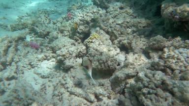 孤独的鱼游泳大珊瑚礁