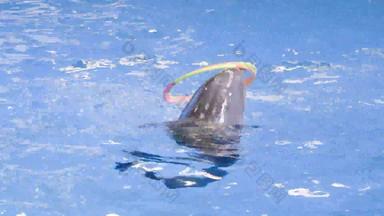 训练有素的海豚扭把圆池海豚显示动物残忍概念海动物培训概念