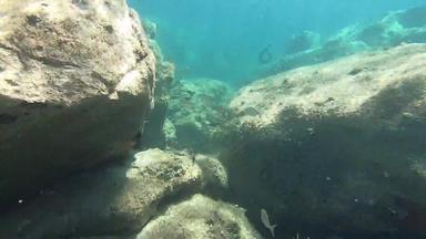 水下镜头集团婴儿sarpa萨尔帕鱼一般梦幻鱼萨莱玛萨莱玛棘鬣鱼牛鲤科鱼goldline逃离岩石清洁清晰的水