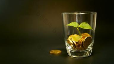 金硬币玻璃Jar绿色叶发芽黑色的背景旋转扭旋转旋转一分钱