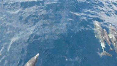 豆荚海豚自由太平洋海洋蓝色的水<strong>学校</strong>野生<strong>动物</strong>海加州美国