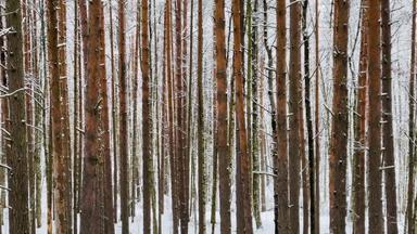 冬天树山丘树干树的角度来看树干落叶松森林摘要背景