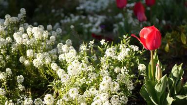 温柔的白色花花园加州美国春天草地浪漫的大气早....精致的纯绿色植物春天新鲜的花园阅读软焦点自然植物开花关闭