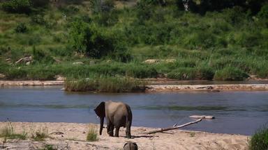 非洲布什大象克鲁格国家公园南非洲