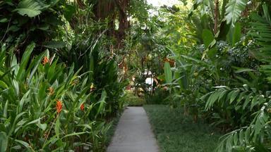 美丽的景观异国情调的热带花园密集的不可逾越的热带花园填充美丽的异国情调的植物