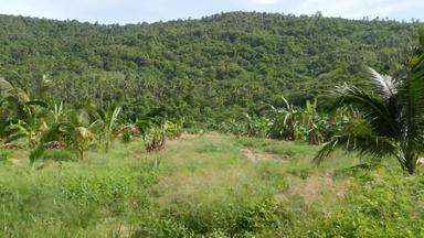 明亮的绿色植物<strong>香蕉种植</strong>园椰子棕榈树阳光明媚的一天泰国典型的景观泰国传统的农业亚洲明亮的多汁的异国情调的热带叶子背景