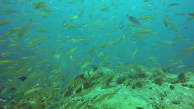海洋潜水潜水水下热带珊瑚礁海景巨大的巨大的石斑鱼<strong>深海</strong>洋水生珊瑚生态系统大brindlebass棕色（的）发现了鳕鱼大黄蜂水极端的体育运动爱好