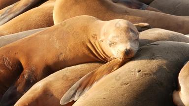 海<strong>狮子岩石</strong>小艇野生有耳的海豹休息太平洋海洋石头有趣的懒惰的野生动物动物睡觉受保护的海洋哺乳动物自然栖息地三迭戈加州美国