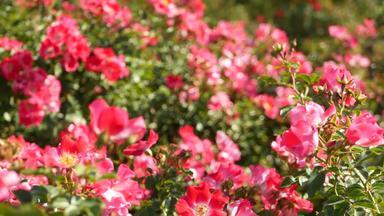 英语玫瑰花园玫瑰园花背景温柔的花盛开的蜂蜜蜜蜂收集花粉特写镜头念珠花床上开花布什有选择性的焦点昆虫精致的花瓣