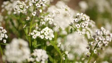 温柔的白色花花园加州美国春天草地浪漫的大气早....精致的纯绿色植物春天新鲜的花园阅读软焦点自然植物开花关闭
